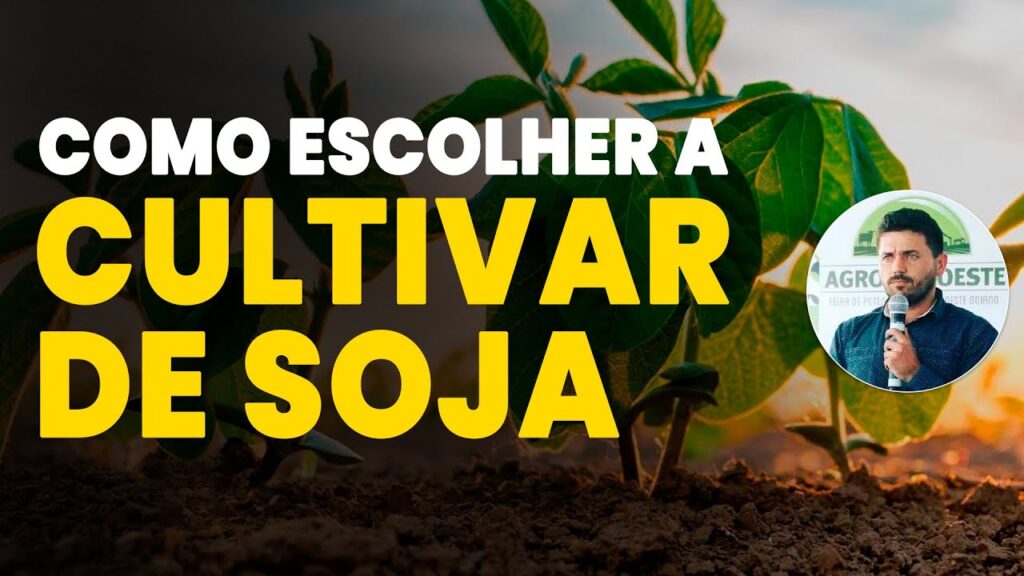 escolha a soja ideal