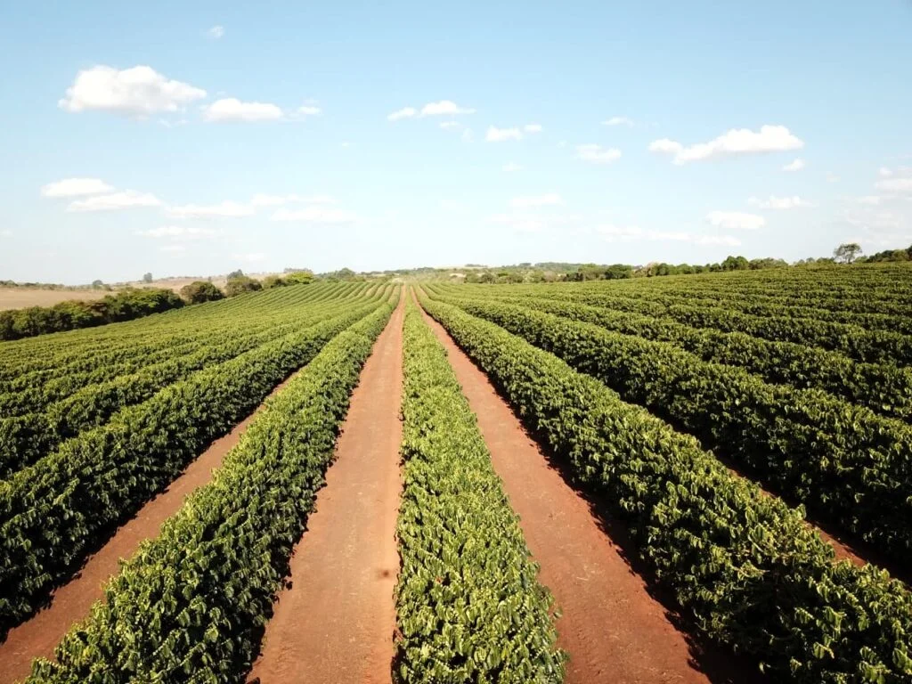 Centenas de cultivares de café: qual plantar?