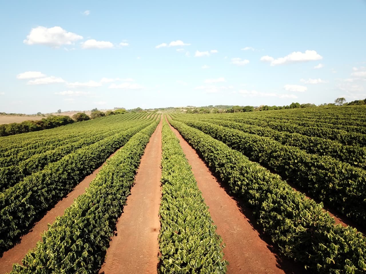 Escolhendo a melhor planta de café
