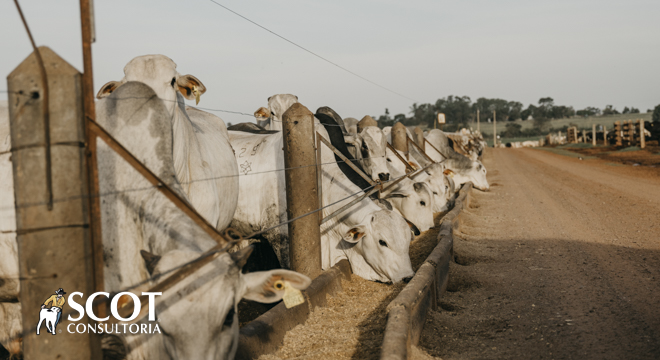 Estabilidade nas cotações em SP?