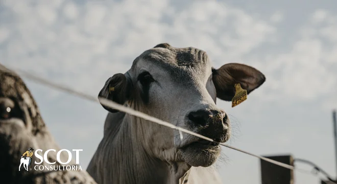estabilidade nos precos do boi em sp 1
