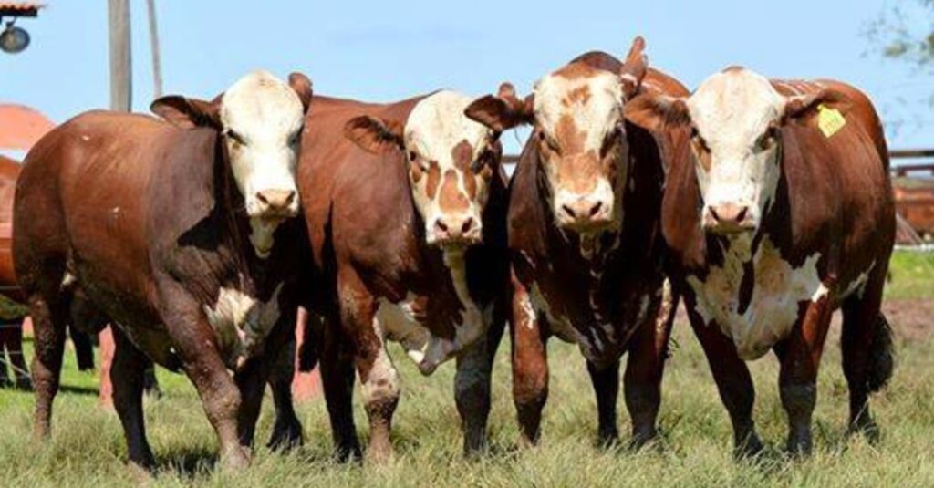 Braford: especialista revela as estratégias mais eficientes com fêmeas mestiças