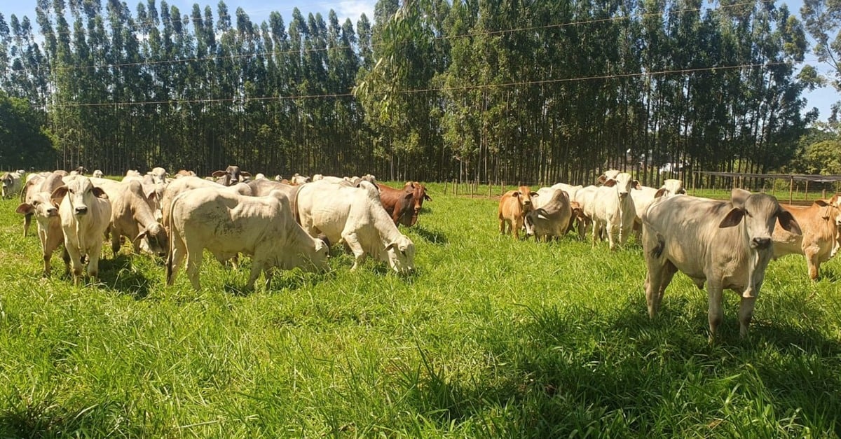 estudo mostra como reduzir em 15% a emissão de metano