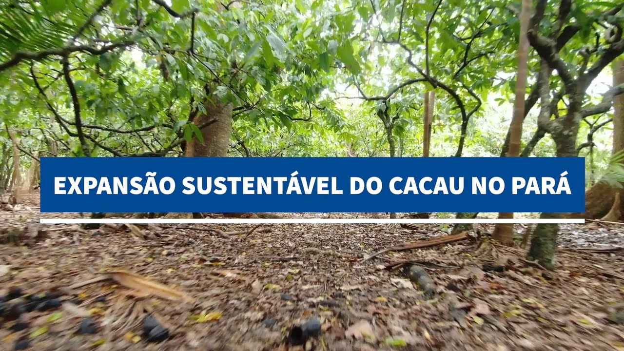 expansao sustentavel do cacau no para