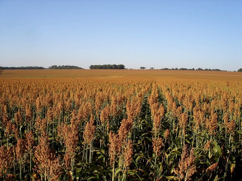 Expectativa de crescimento de 12% na safra de sorgo 2023/24 na Bahia
