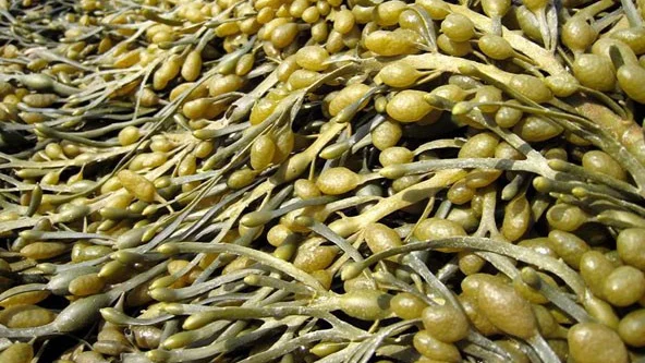 Você está visualizando atualmente Uso de extrato de algas como bioestimulante para soja, milho e cana-de-açúcar