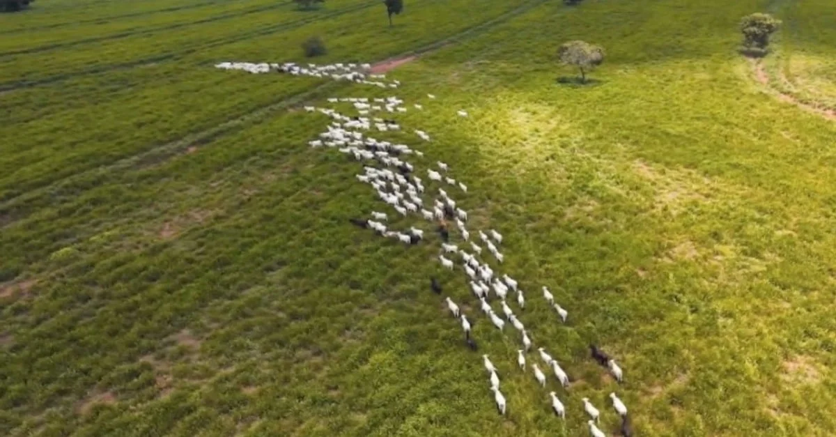 Fazenda Nota 10 e Uboi: Revolução na Pecuária 8 Descubra como o Fazenda Nota 10 e Uboi estão revolucionando a pecuária brasileira