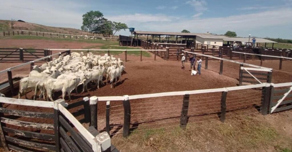 Fazendas recebem treinamentos essenciais. 52 Fazendas recebem treinamentos sobre bem-estar animal, redução de marca a fogo e sanidade no rebanho