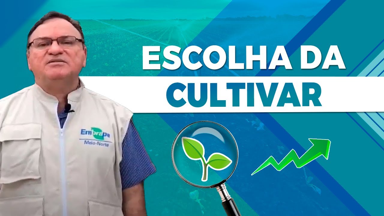 feijao escolha da cultivar e caracteristicas comerciais dr maurisrael rocha embrapa