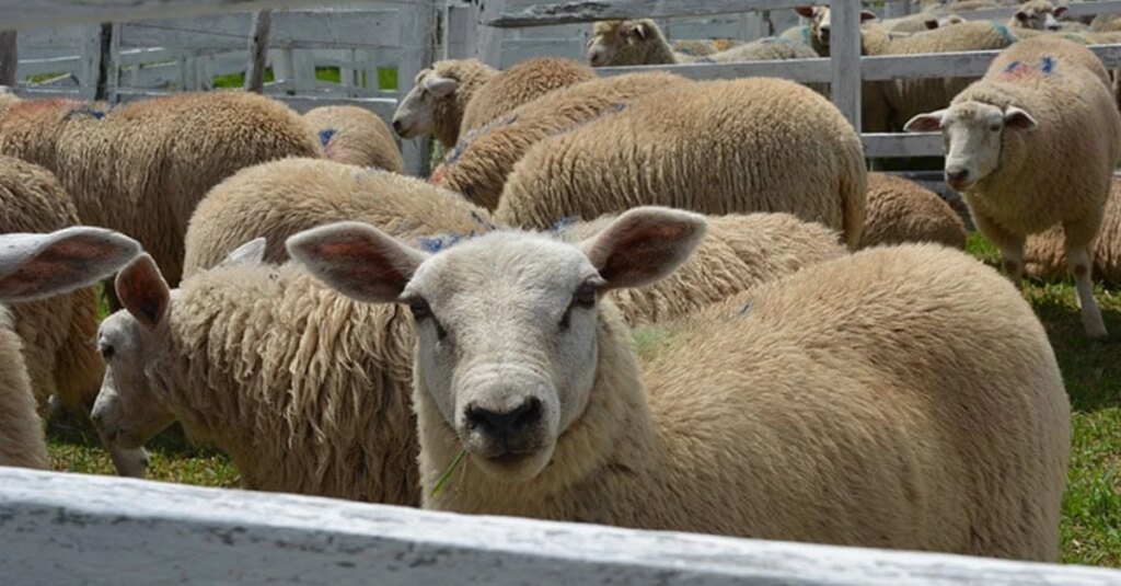 Feovelha bate recorde de vendas! 8 Feovelha registra recorde de vendas de ovinos