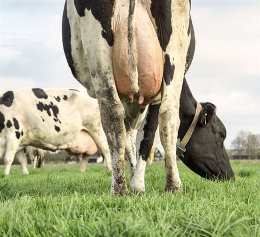 fertilidade na producao de leite desmascarando mitos 1