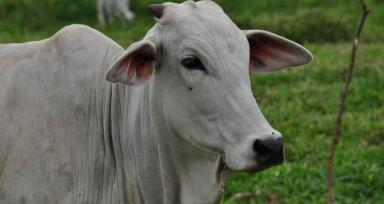 “Fevereiro promete vendas e preços melhores”