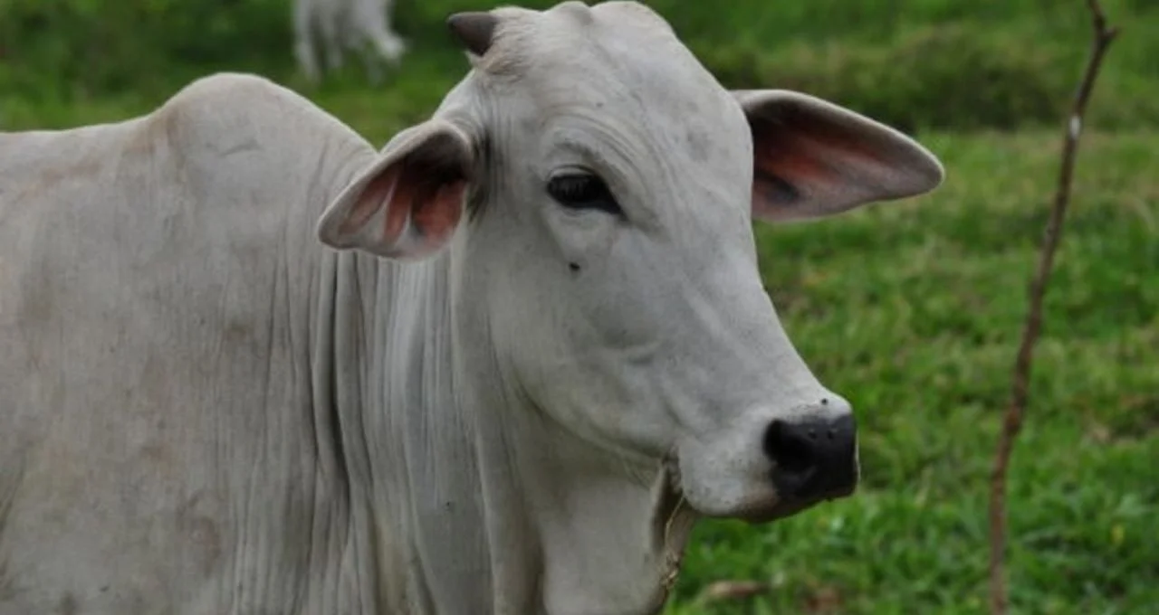 Com carnaval à vista, fevereiro deve reservar melhores vendas e preços – Money Times