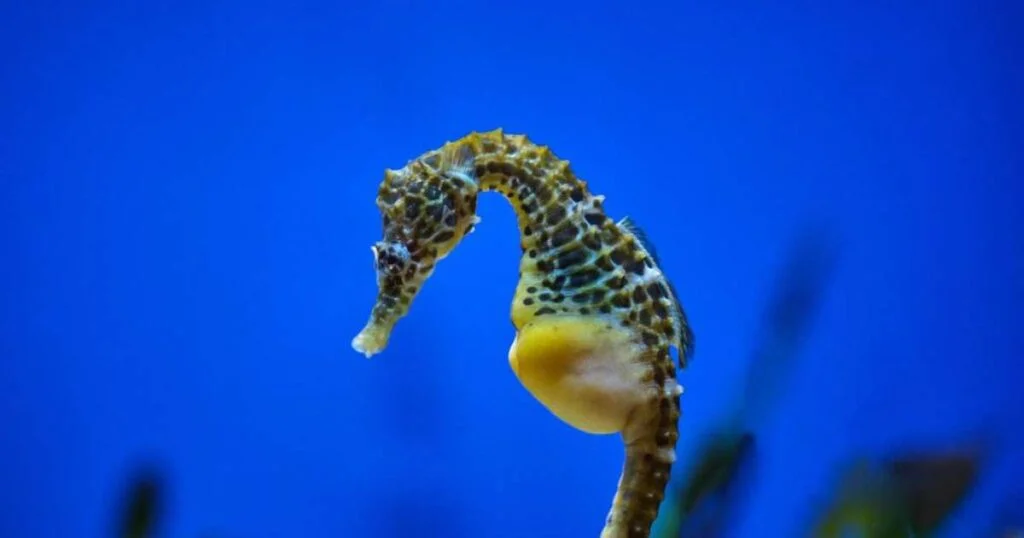 Flagra incrível: 300 cavalos-marinhos nascem em SC 2 Vídeo flagra nascimento de mais de 300 cavalos-marinhos em SC