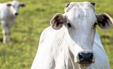 Flutuações no preço do boi gordo 7 Flutuações no preço do boi gordo