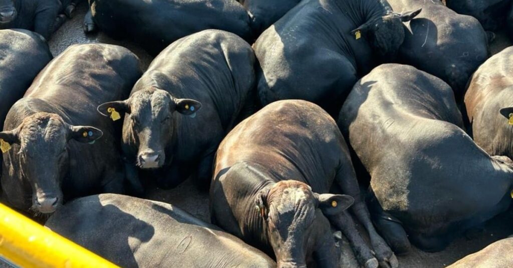 Gadão Angus topzera conquista bônus extra de R$ 170 por cabeça em MS