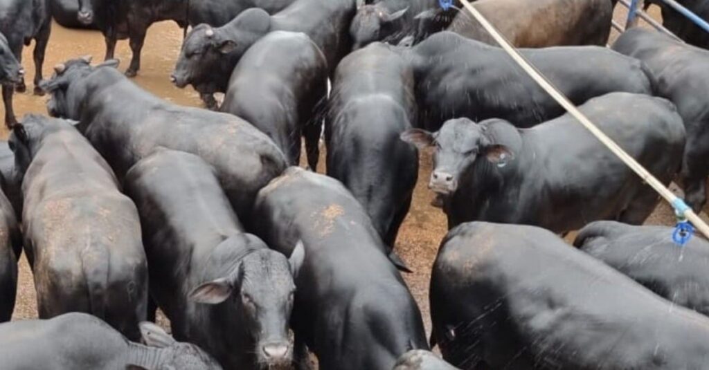 Angus peso pesado! Gadão confinado de até dois dentes ultrapassa 25@ em MT