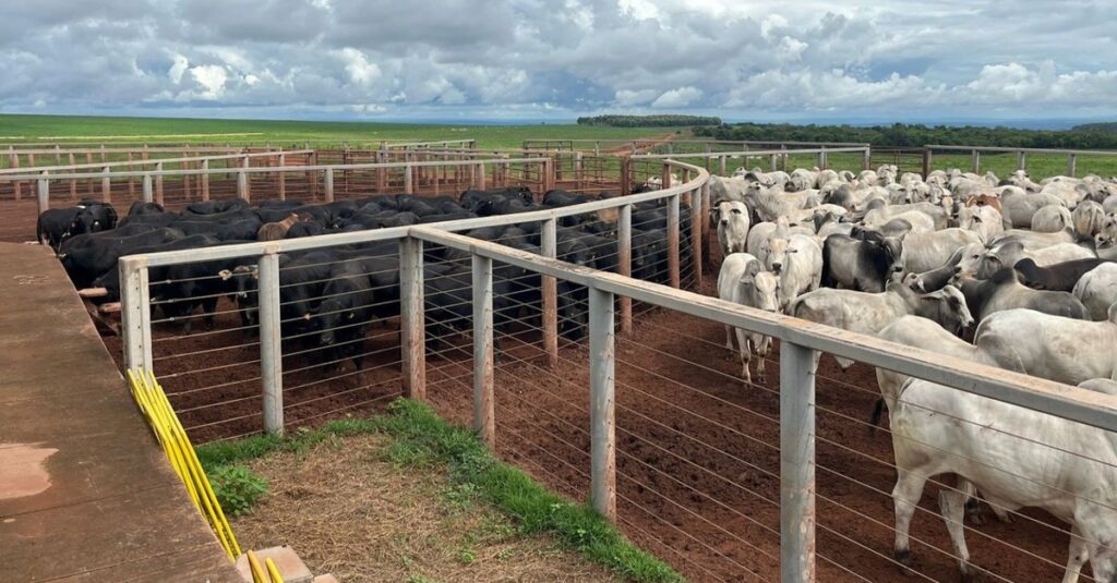 Nelore e Angus: gadão jovem de até dois dentes ultrapassa 21@ em Mato Grosso