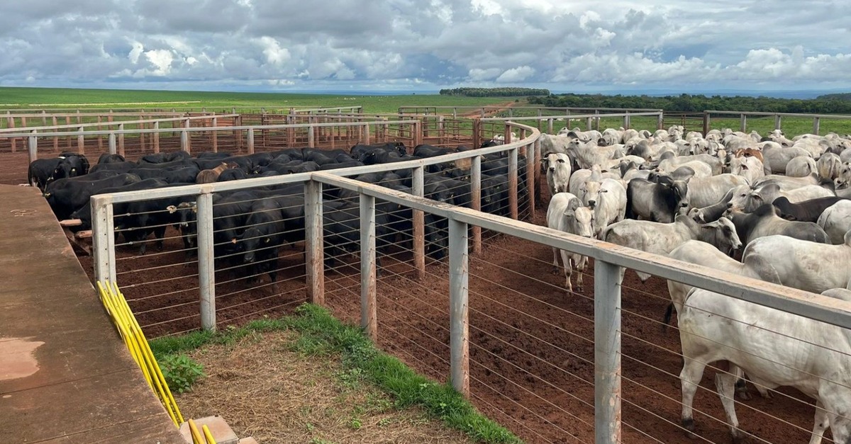 Gadão jovem de até dois dentes ultrapassa 21@ em Mato Grosso – conheça mais!