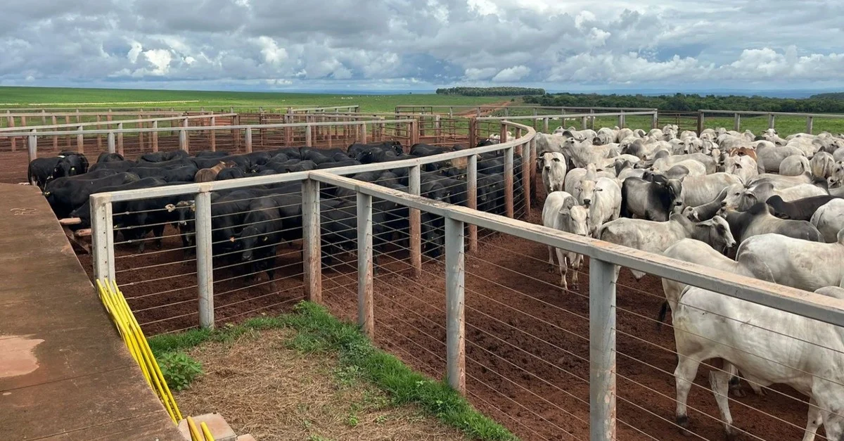 Nelore e Angus: gadão jovem de até dois dentes ultrapassa 21@ em Mato Grosso