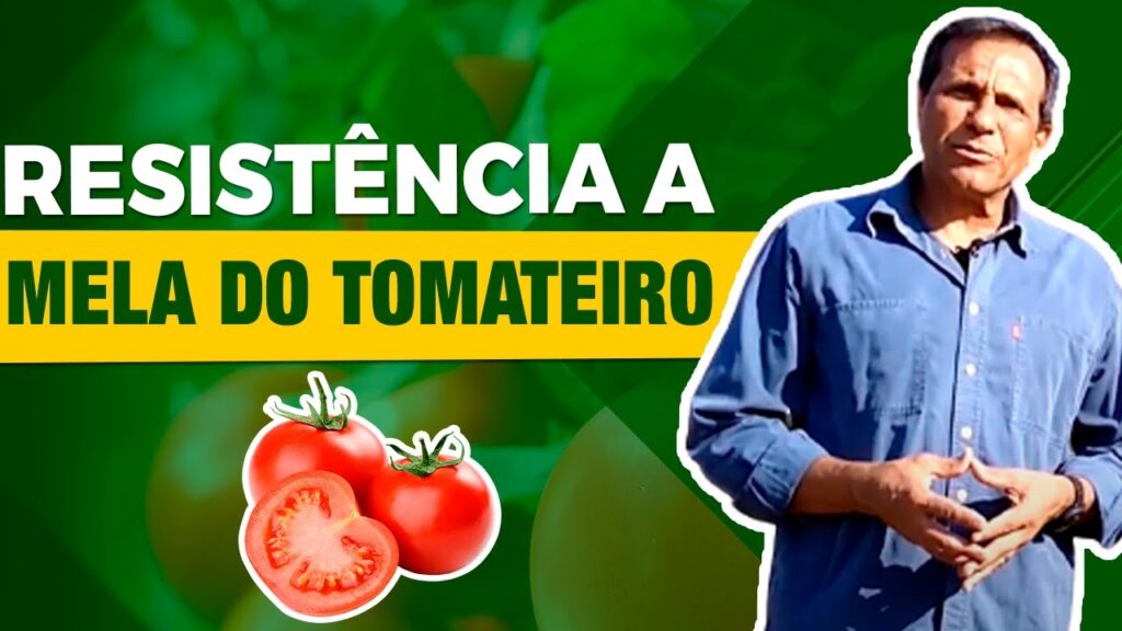 genetica da resistencia a mela do tomateiro por derly silva