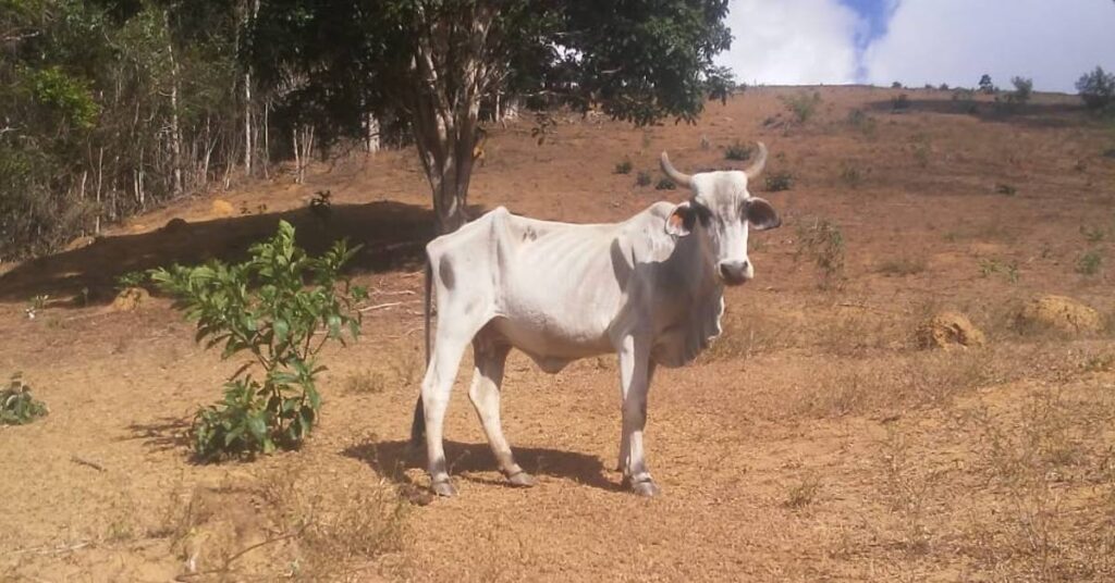 Governo de Minas Gerais suspende cobrança de ICMS de produtores impactados pela seca • Portal DBO