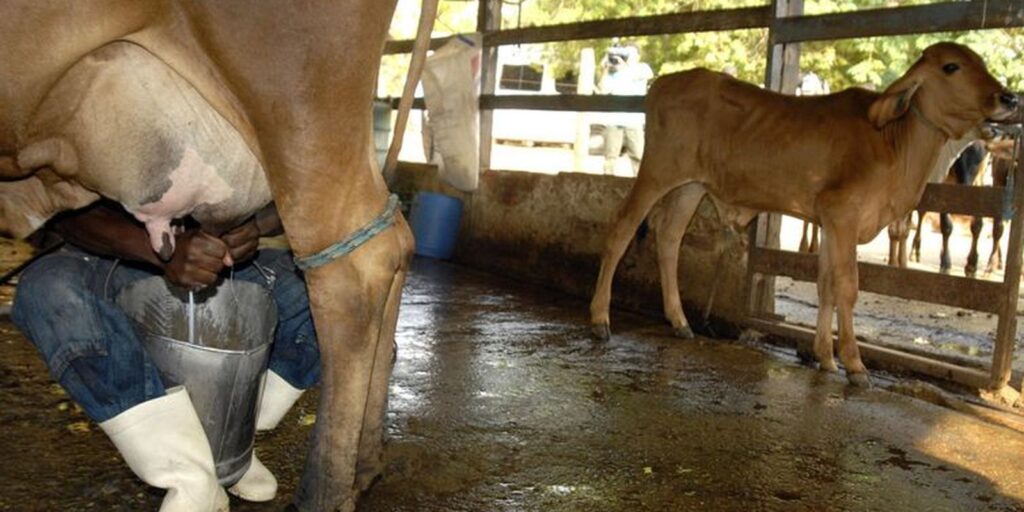 Governo vai comprar leite em pó para estimular setor em dificuldade