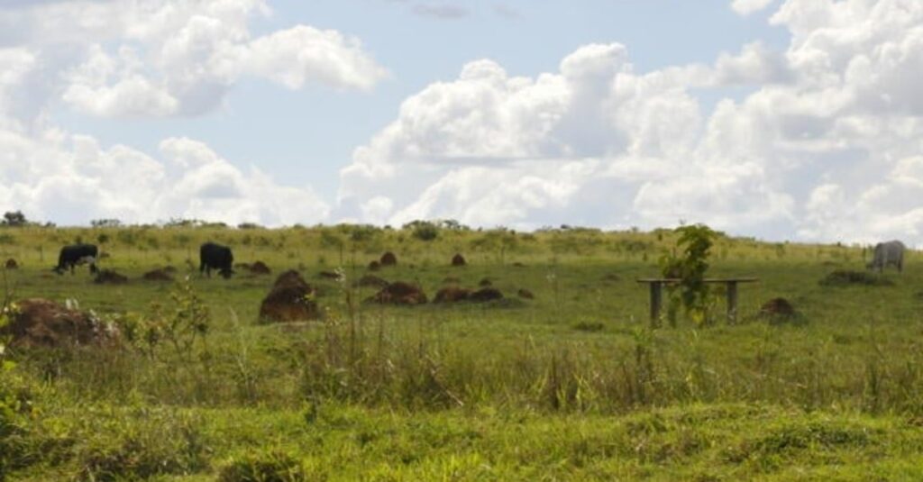 Governo nomeia gestores para comitê do programa de conversão de pastagens