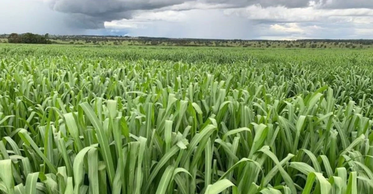 Capim na chuva: confira as dicas de gramíneas e como manejar o rebanho na área