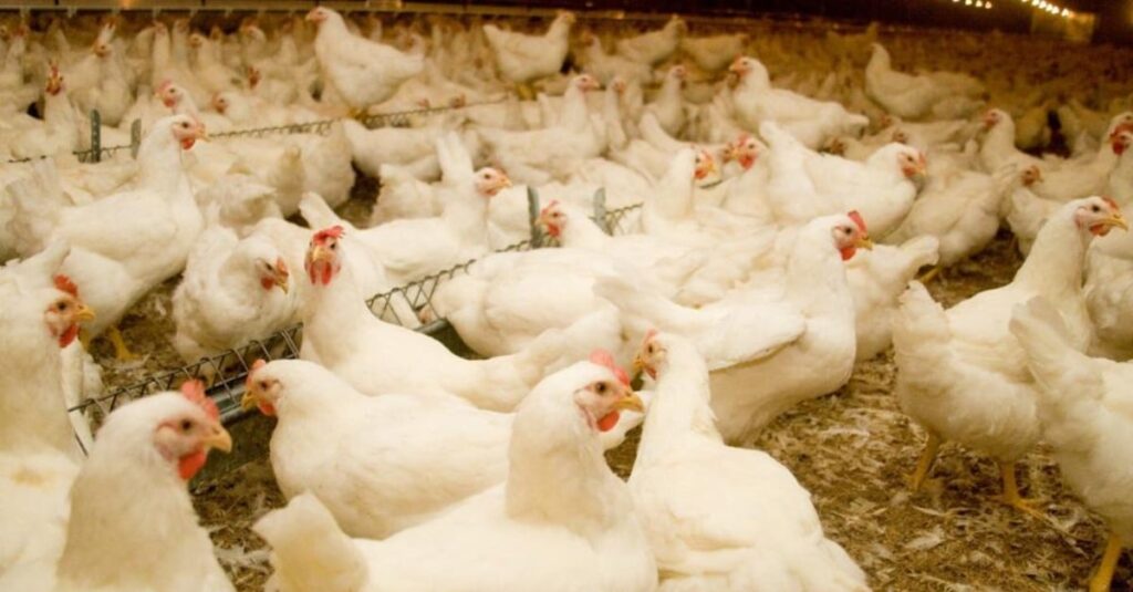 RS estende emergência zoossanitária até 22 de julho para enfrentar gripe aviária