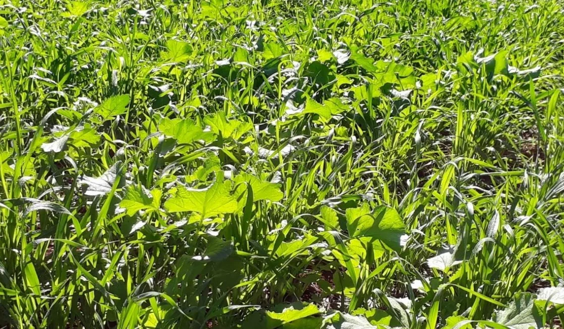 Guia essencial: escolhendo a cobertura certa 33 Você está visualizando atualmente Mix de cobertura: por que fazer e qual escolher?