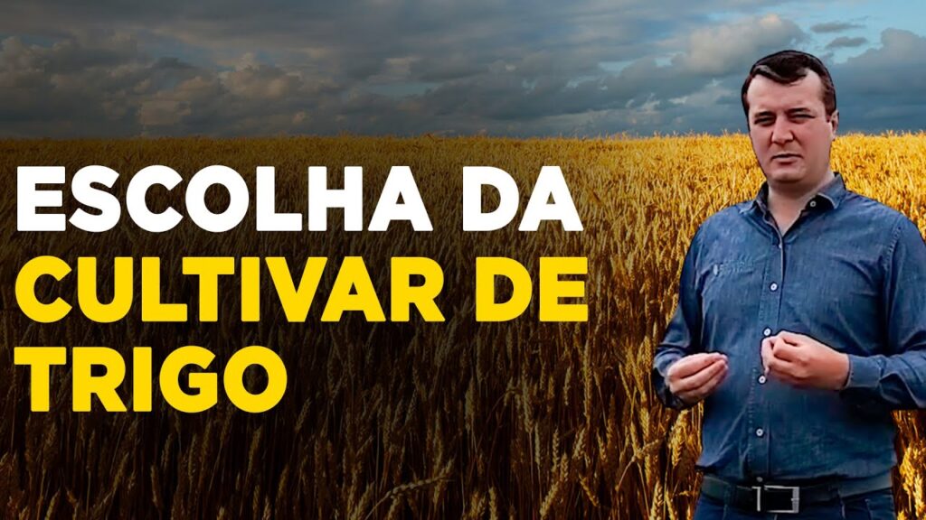 guia para escolher trigo ideal