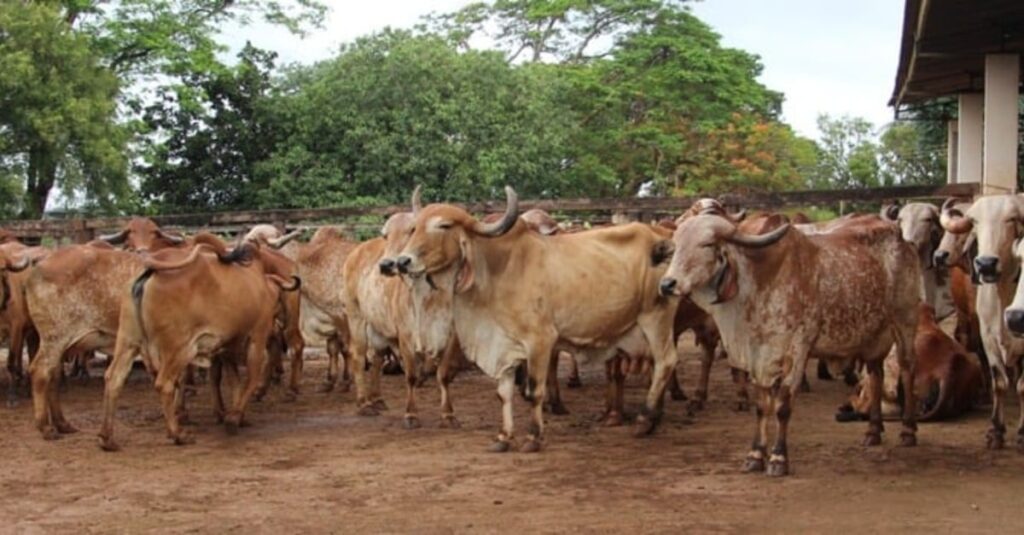 Cochos automatizados vão ajudar a identificar gado mais eficiente
