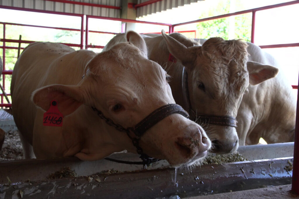 IDR levará raça Purunã, orientações sobre nutrição e técnicas de solo ao Show Rural