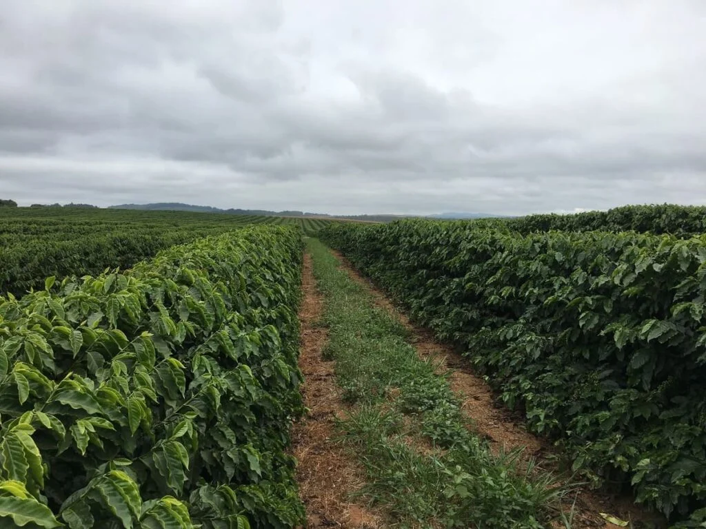 importância, sintomas de deficiência e recomendação