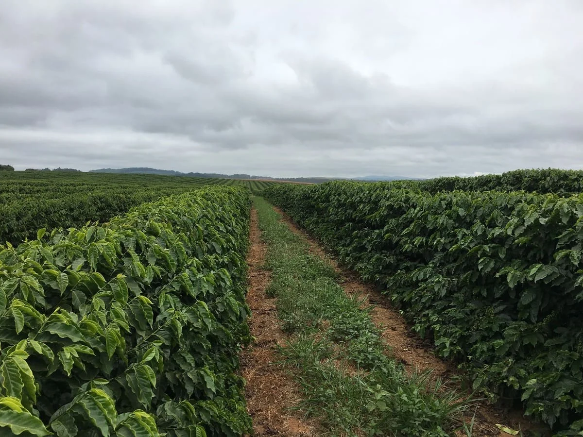 Importância, sintomas e recomendação da deficiência. 10 importância, sintomas de deficiência e recomendação