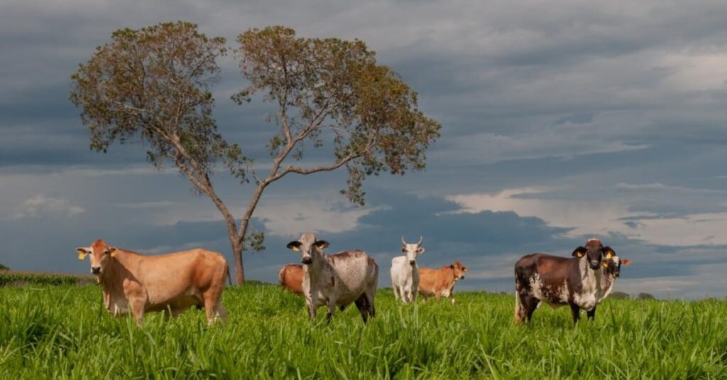 Investimento e Debate na Defesa Agropecuária 3 A defesa agropecuária deve ser sempre tema de debate e investimento