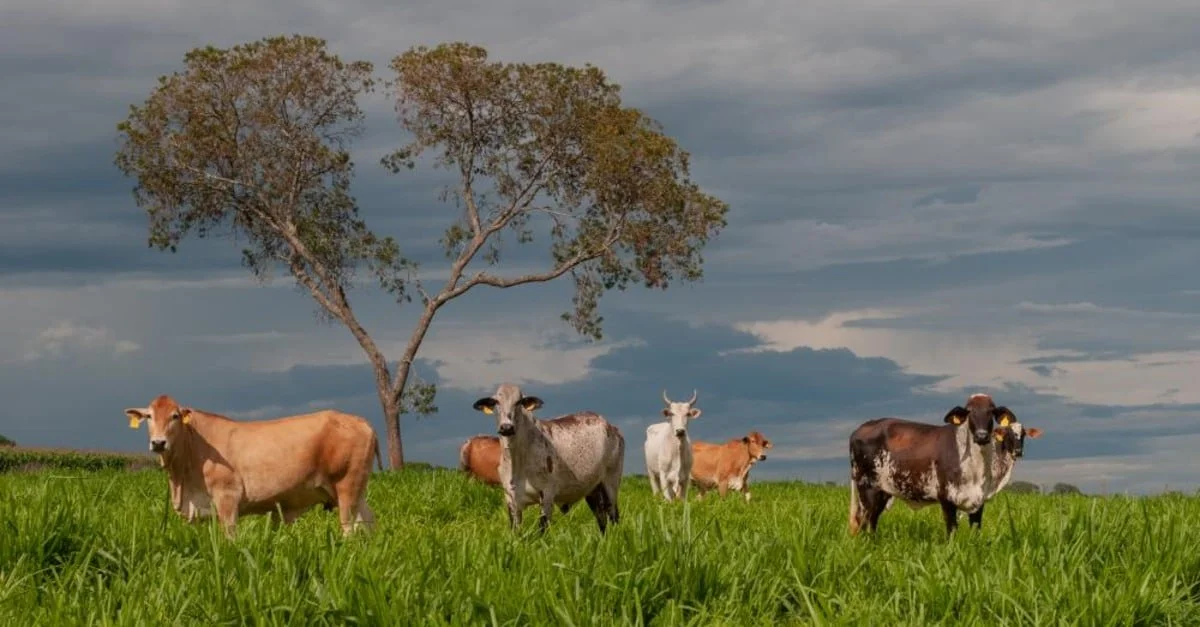 Investimento e Debate na Defesa Agropecuária 3 A defesa agropecuária deve ser sempre tema de debate e investimento