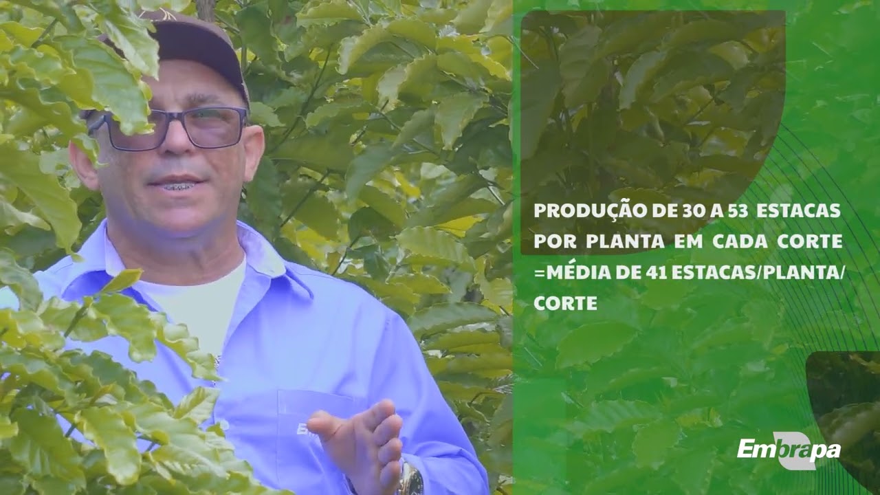 jardim clonal vertical embrapa rondonia