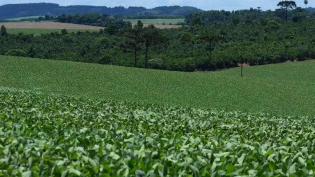 La Niña pode ter reflexos para a agricultura de SC