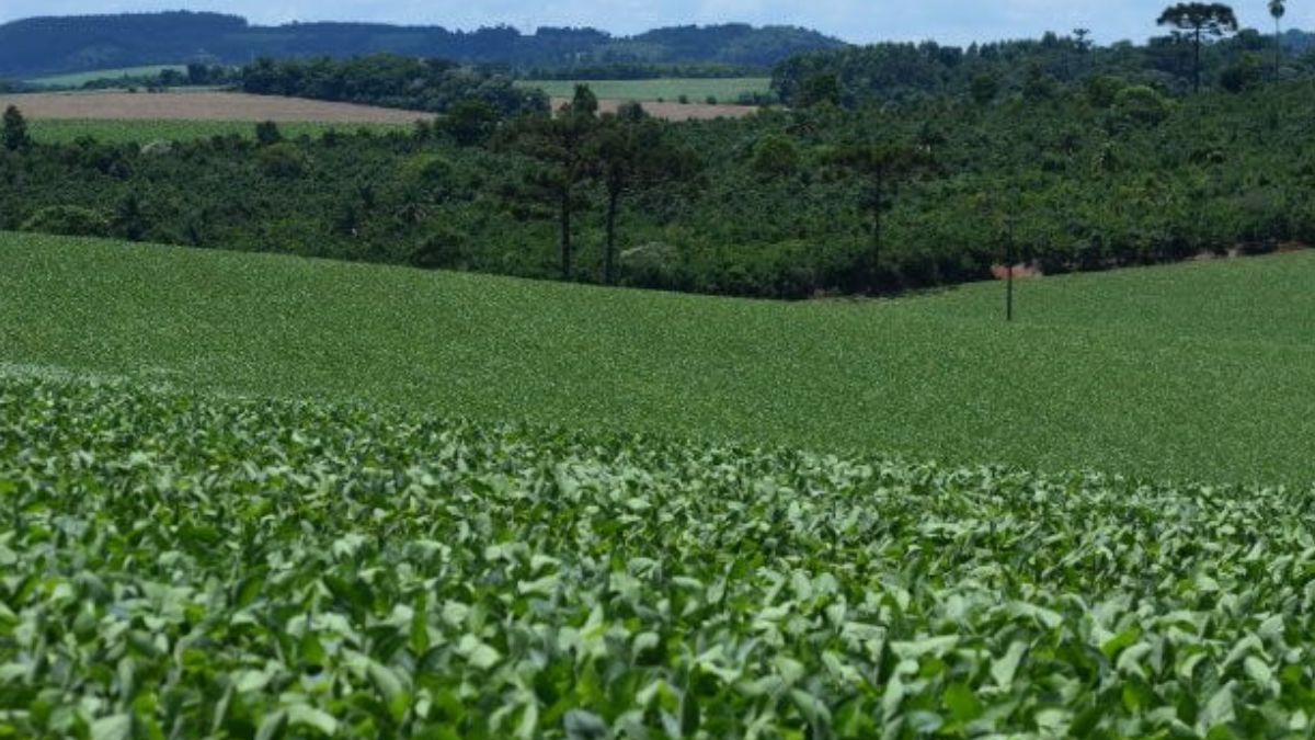 La Niña: impactos na agricultura catarinense