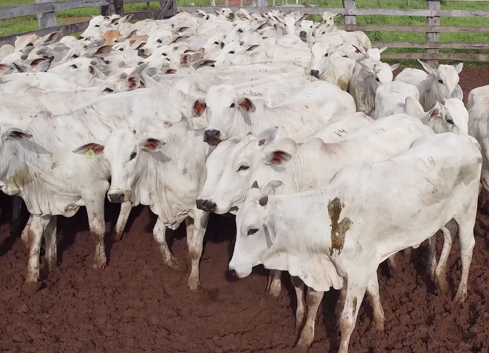 Leilão Agropecuária Continental e Convidados - Imperdível! 2 Hoje tem 'Leilão Agropecuária Continental e Convidados' no Canal do Boi - SBA1