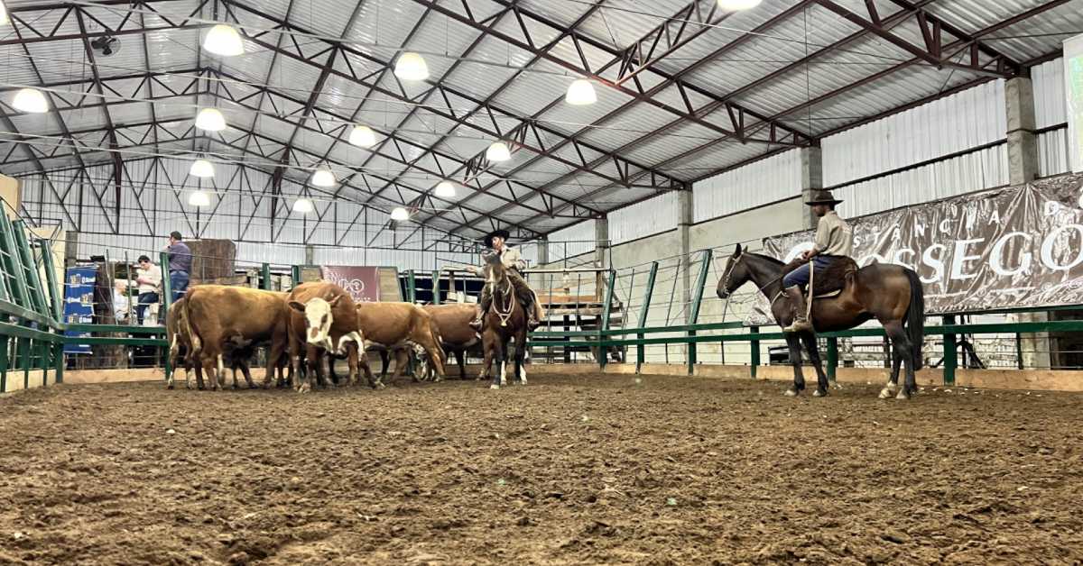 Leilões primavera: mais de 4 mil animais vendidos