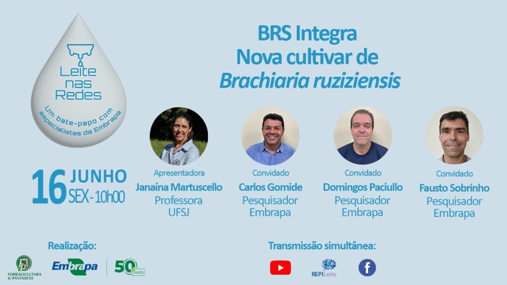 leite nas redes brs integra nova cultivar de braquiaria ruziziensis