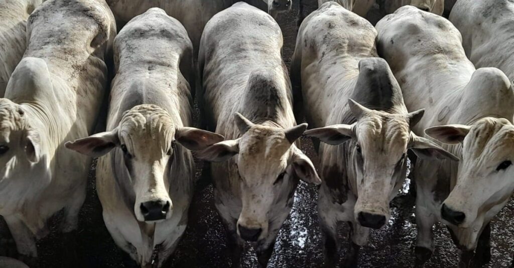 Lote de bois confinados: 21,5@/carcaça em MS. Intrigante! 5 Super lote de bois confinados tem média de 21,5@ por carcaça em MS