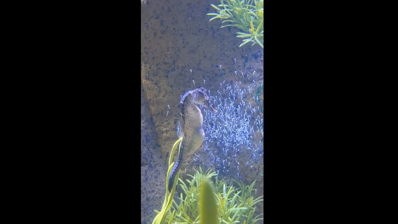 Mamãe cavalo-marinho surpreende com nascimento de 300 filhotes. Veja! 1 Cavalo-marinho dá à luz mais de 300 filhotes; veja as imagens