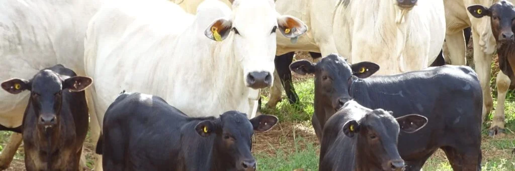 Manejo correto: como fazer? 21 Facebook