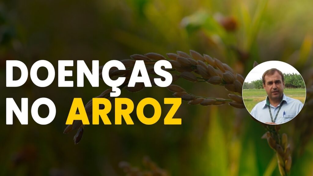 Manejo das Doenças do Arroz: Tudo que você precisa saber 1 manejo das doencas do arroz tudo que voce precisa saber
