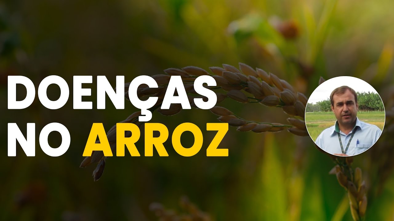 Manejo das Doenças do Arroz: Tudo que você precisa saber