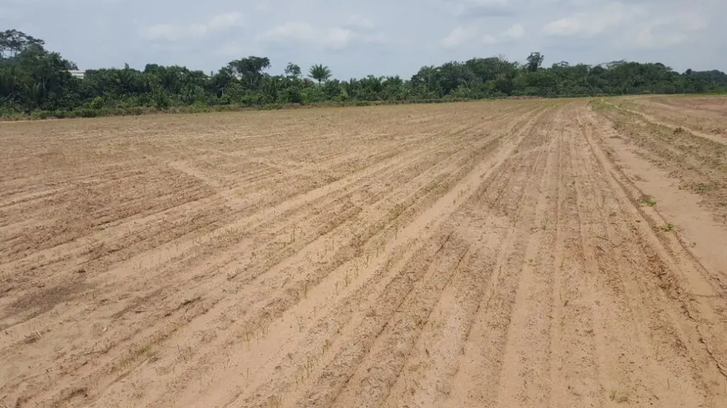 Você está visualizando atualmente Solo arenoso: características e como realizar o melhor manejo